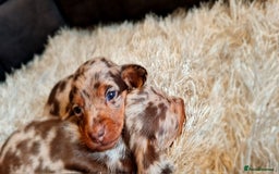 Miniature Dachshund dogs for sale: 💜Extra miniature chocholate dapple daschunds💜  - Image 13