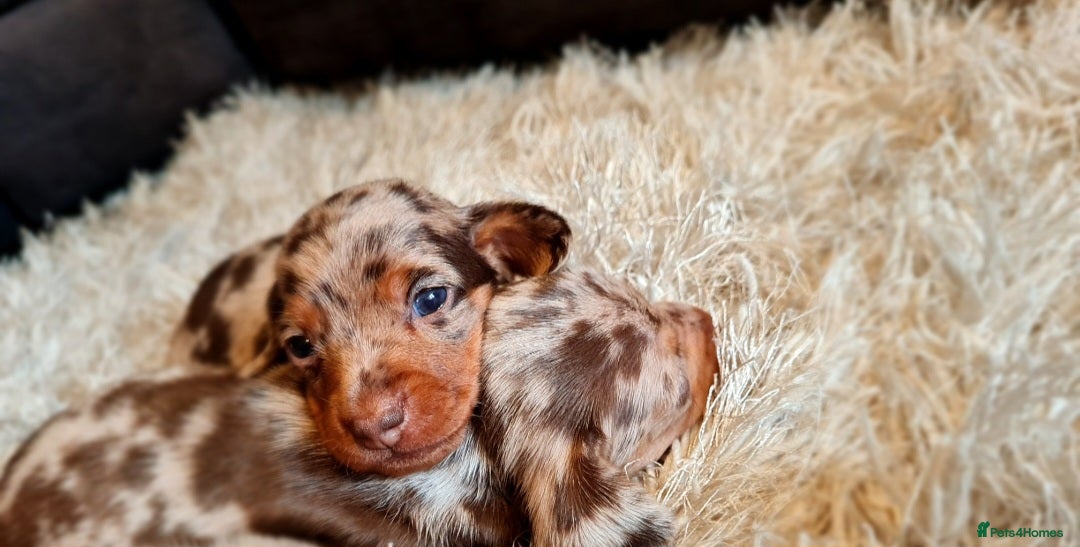 Miniature Dachshund dogs for sale: 💜Extra miniature chocholate dapple daschunds💜  - Image 13