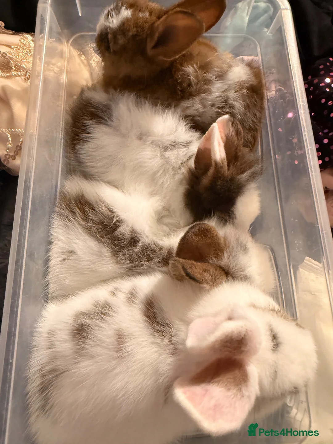 Mixed Breed rabbits for sale: Beautiful Rabbits Looking for Loving Homes 🐰 - Advert 20
