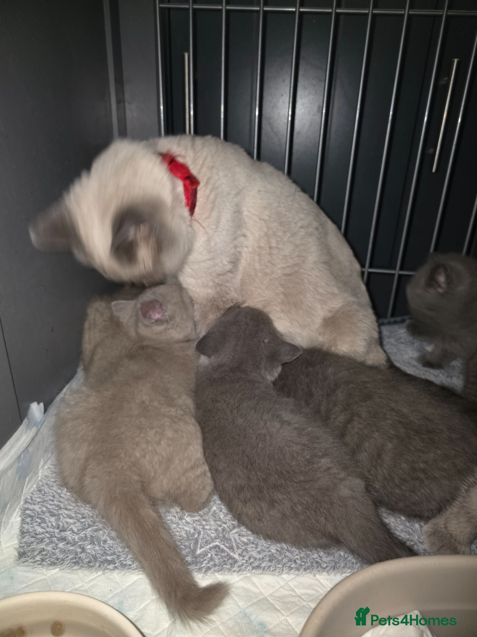 British Shorthair cats BSH kittens ready now 3 lilac 3 blue male &females - Advert 2