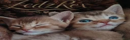 Devon Rex cats for sale: Beautiful Devon Rex x Abyssinian Kittens  - Advert 10