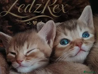 Devon Rex cats Beautiful Devon Rex x Abyssinian Kittens - Advert 10