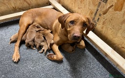 Labrador Retriever dogs for sale: Fox Red Labrador pups for sale - Image 5