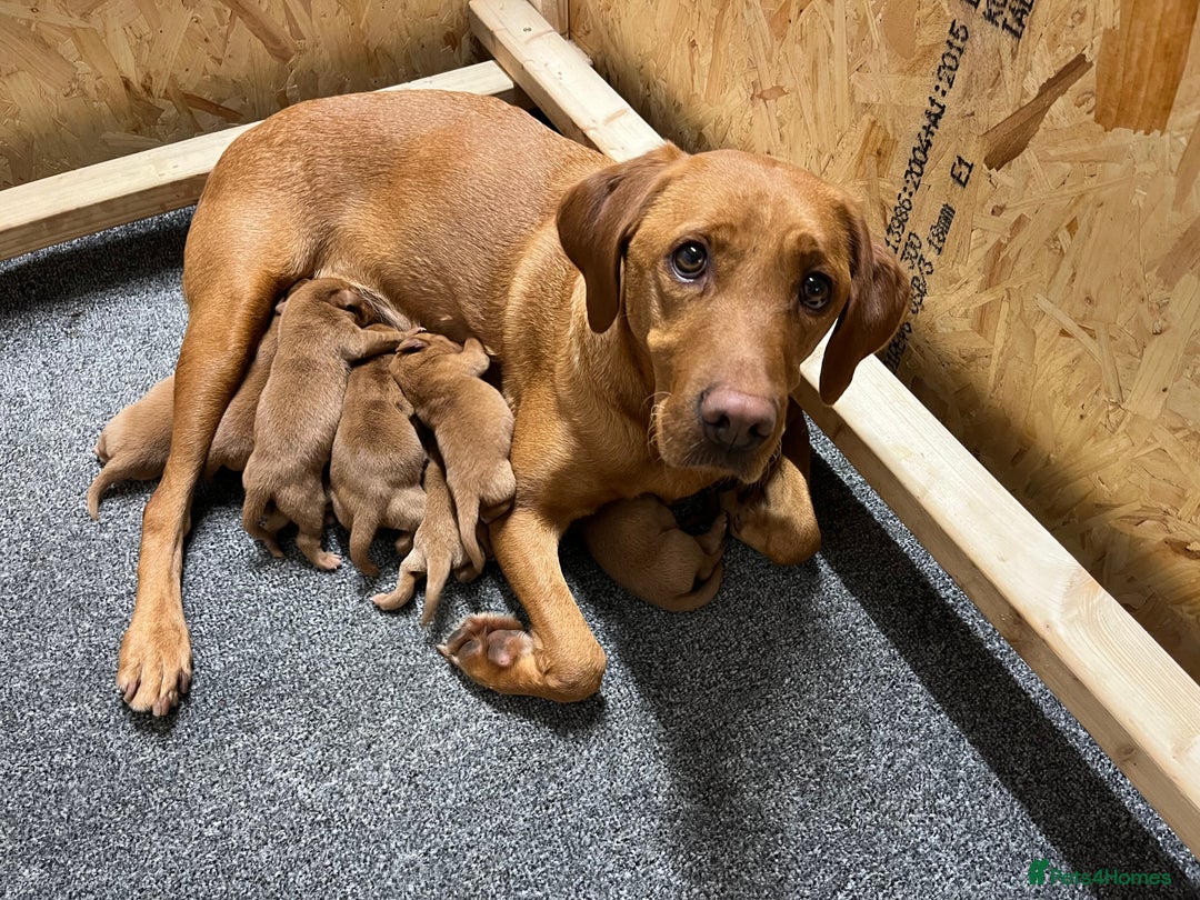 Labrador Retriever dogs for sale: Fox Red Labrador pups for sale - Image 5