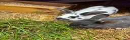 Netherland Dwarf rabbits for sale: 2 bunnies  - Advert 2