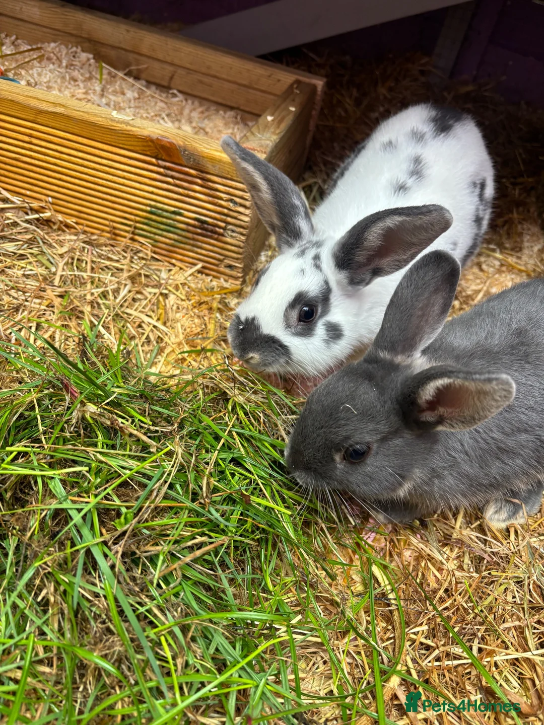 Netherland Dwarf rabbits for sale: 2 bunnies  - Advert 2