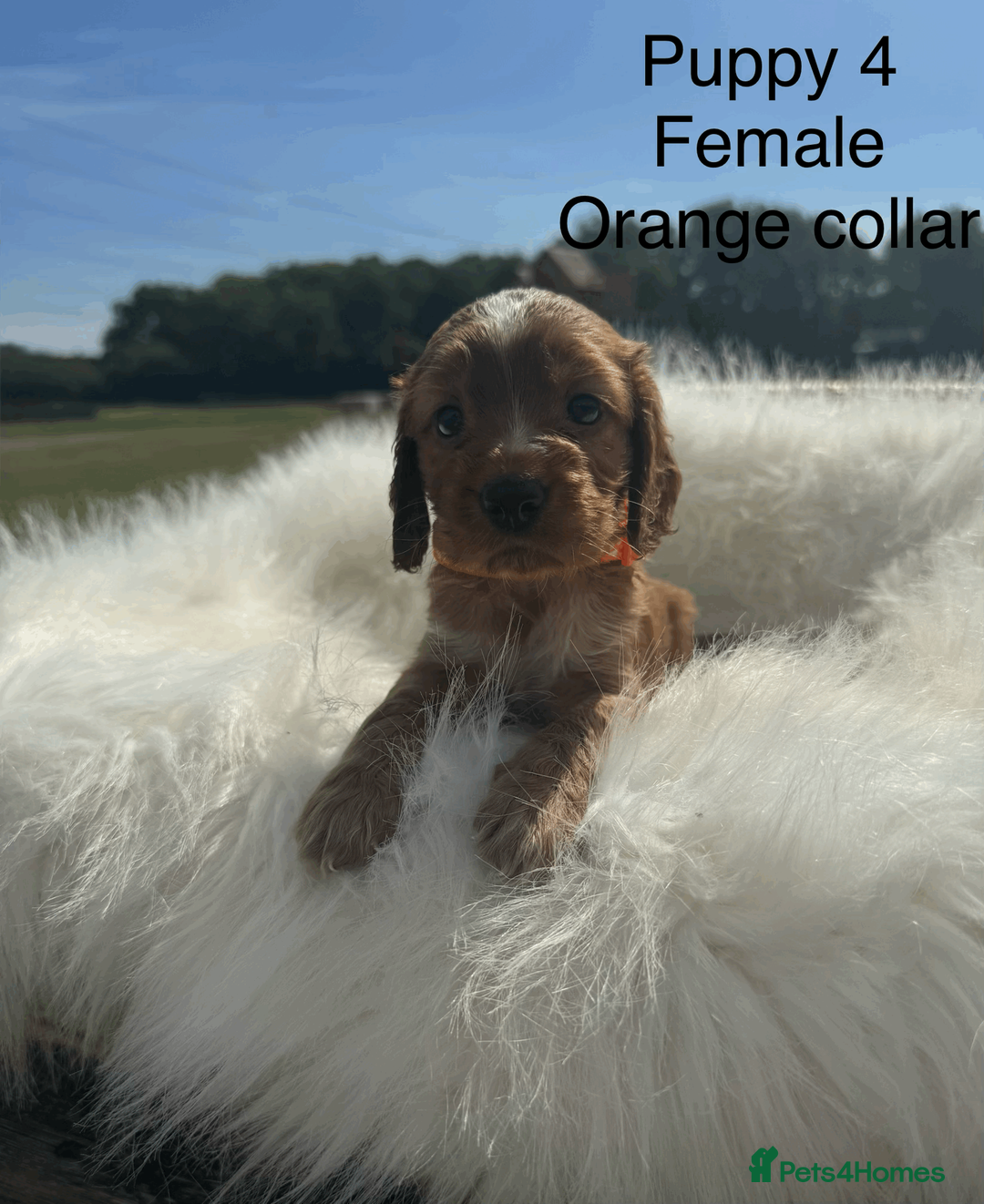 Cocker Spaniel dogs for sale: ✨EXCEPTIONAL SHOW COCKER SPANIELS✨ - Advert 13