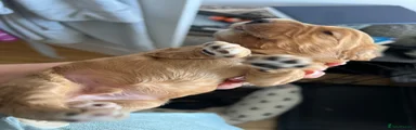 Cockapoo 1