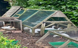 Ducks poultry for sale: Pure White Call Duck Pairs/Trios For Sale - Image 3