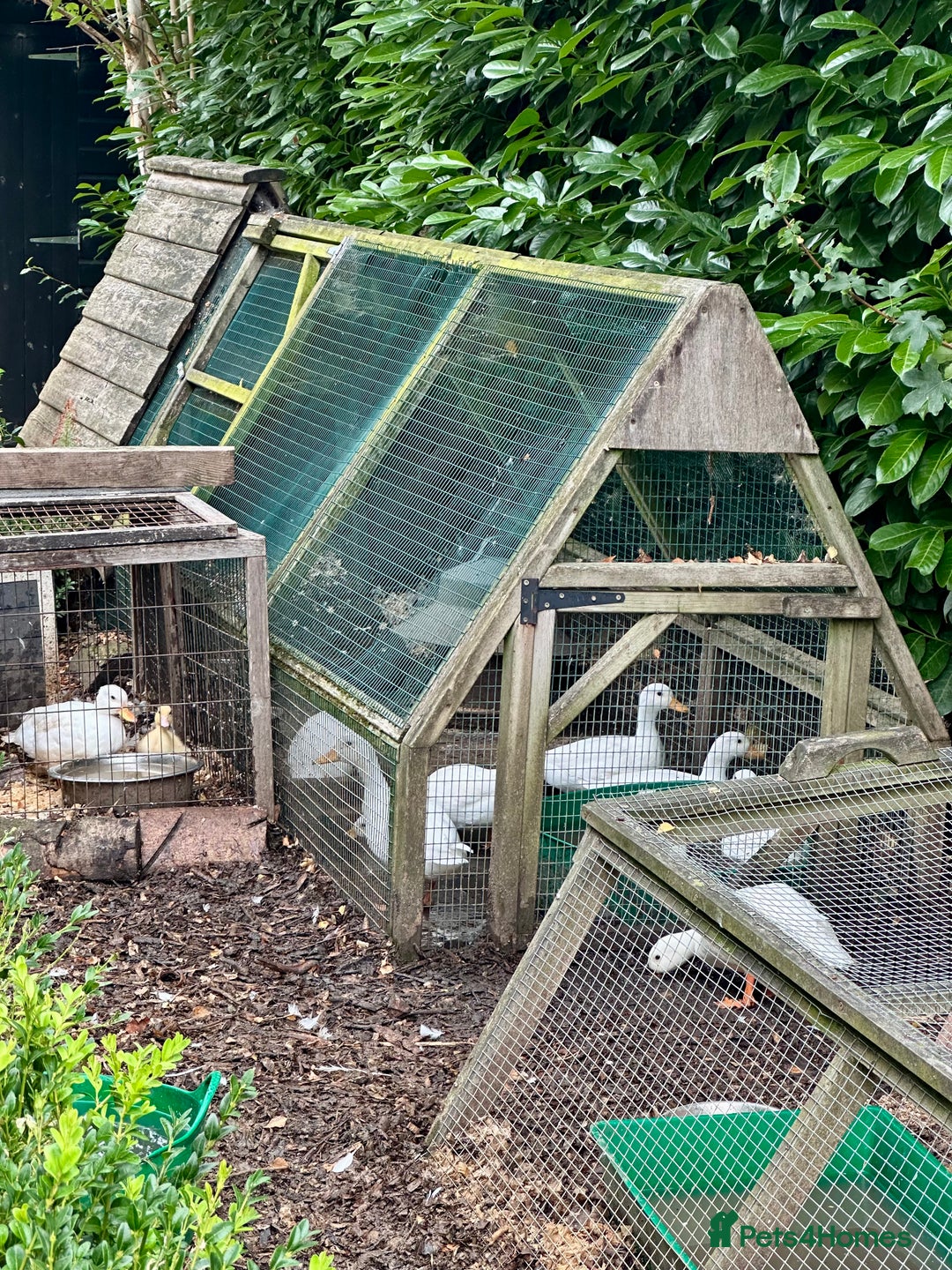 Ducks poultry for sale: Pure White Call Duck Pairs/Trios For Sale - Image 3