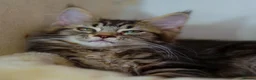 Maine Coon cats for sale: Gorgeous pure breed Mainecoon kittens ready now - Advert 21