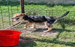 Mixed Breed dogs for adoption: Cola for adoption - Image 1