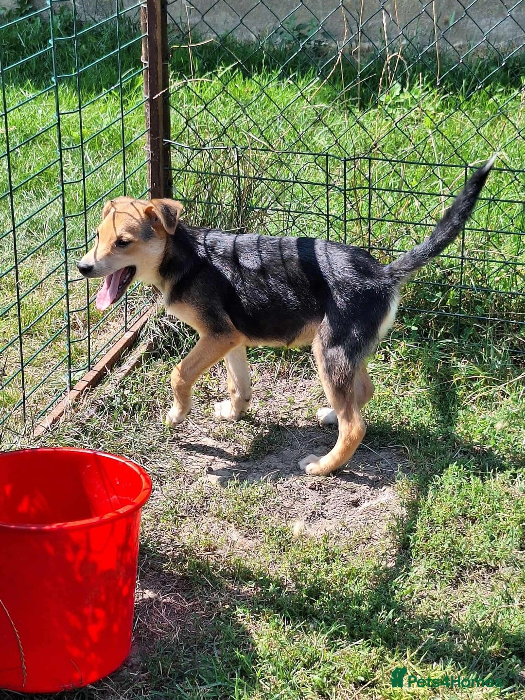 Mixed Breed dogs for adoption: Cola for adoption - Image 1
