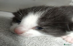 Mixed Breed cats for sale: Cute kittens for sale  - Image 2