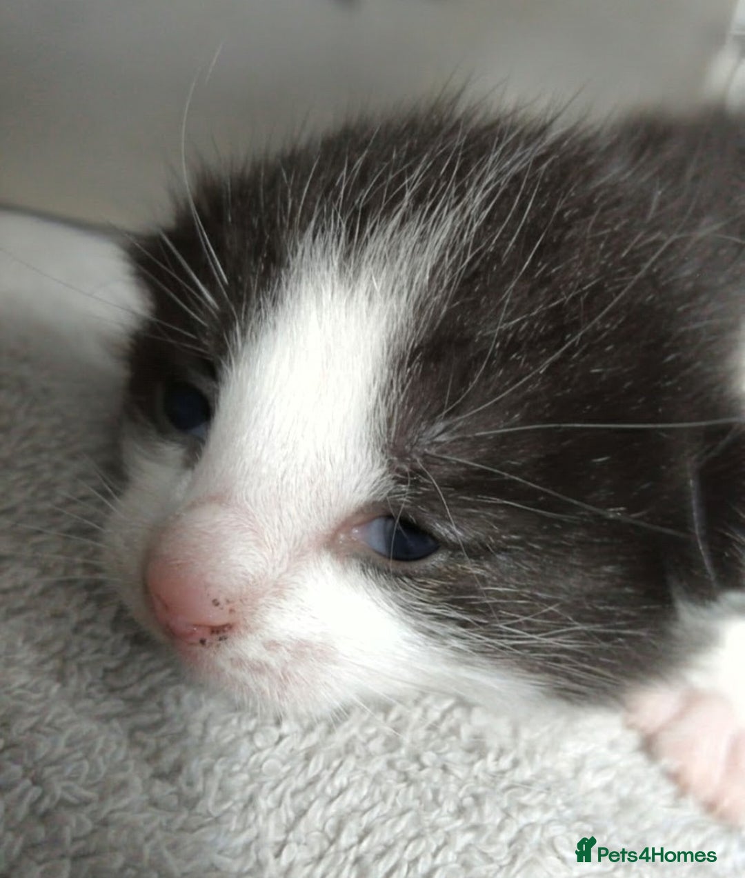 Mixed Breed cats for sale: Cute kittens for sale  - Image 2