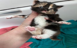 Mixed Breed cats for sale: Mixed breed stunning kittens - Image 2