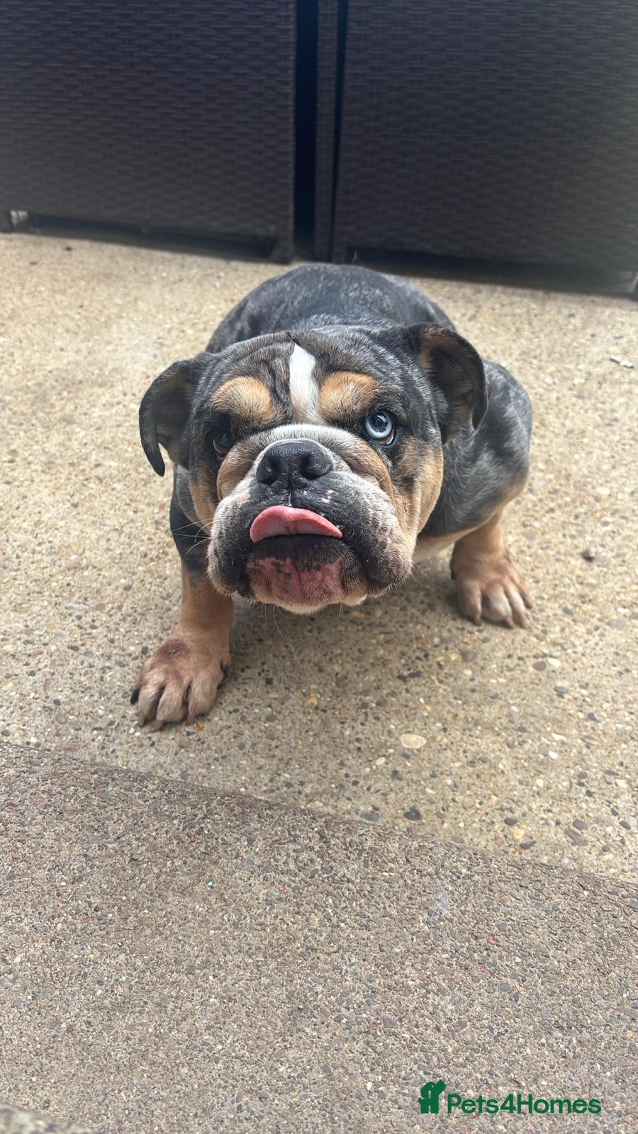 English Bulldog dogs Disney female English bulldog - Advert 8