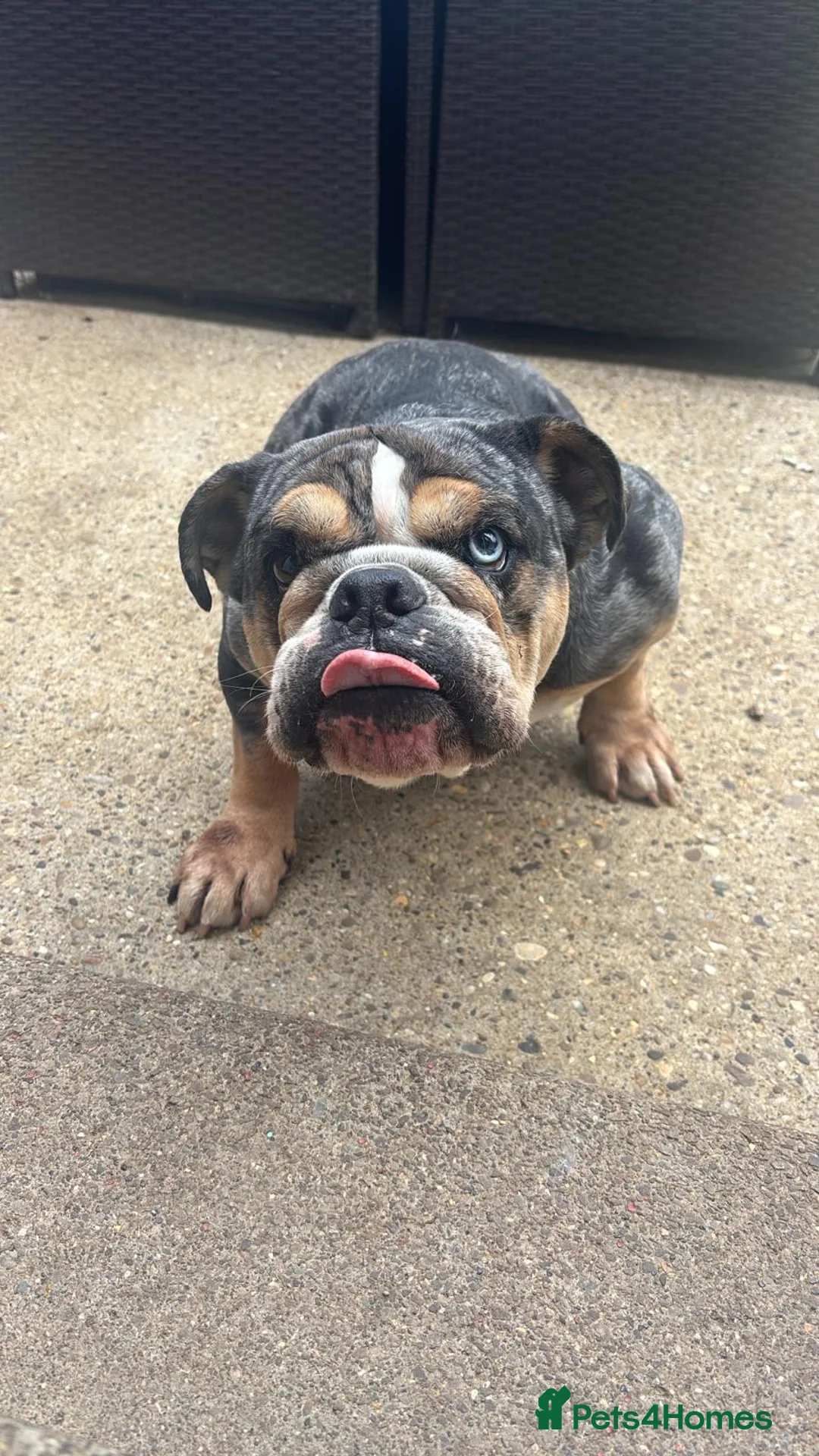 English Bulldog dogs for sale: Disney female English bulldog - Advert 1