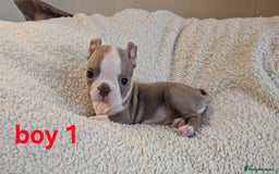 Boston Terrier dogs for sale: Lilac boston babies  - Image 15