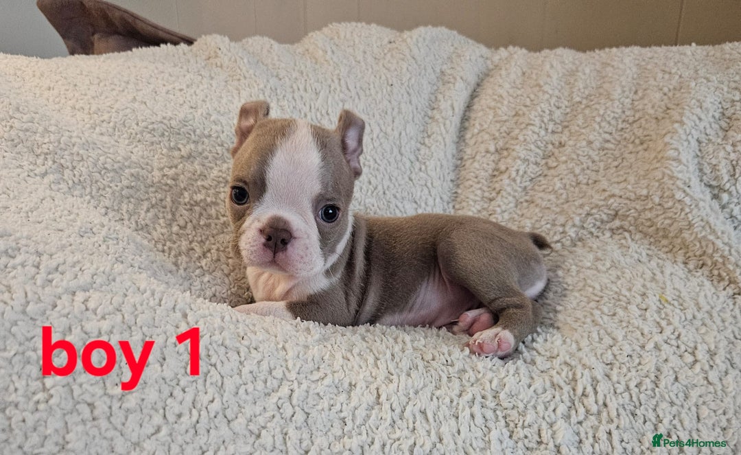 Boston Terrier dogs for sale: Lilac boston babies  - Image 15