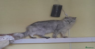 Maine Coon cats - Advert 7