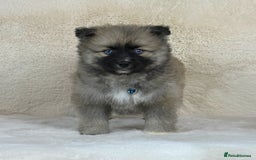 Pomsky dogs for sale: Stunning blue eyes F3 Pomsky puppies for sale  - Image 35