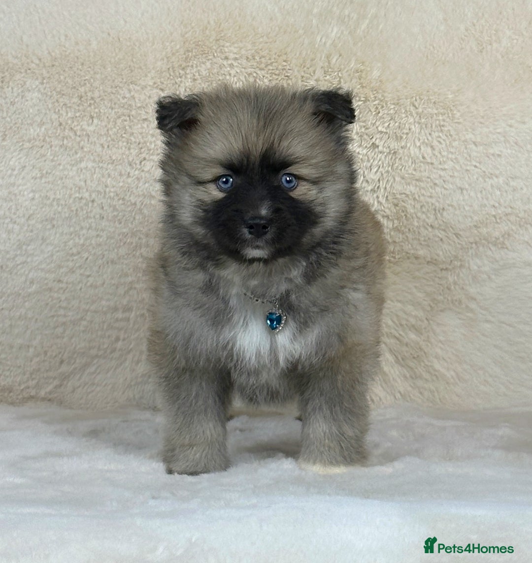 Pomsky dogs for sale: Stunning blue eyes F3 Pomsky puppies for sale  - Image 35