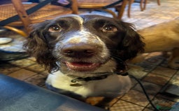 English Springer Spaniel dogs for sale: Springer Spaniel puppies - top pedigree - Image 3