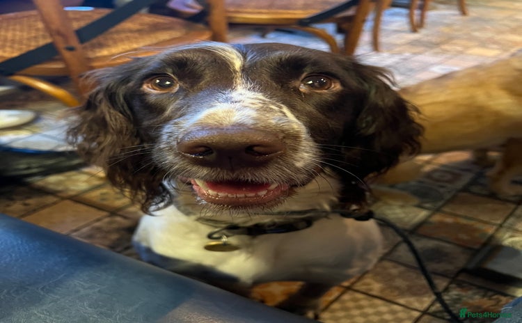 English Springer Spaniel dogs - Advert 2