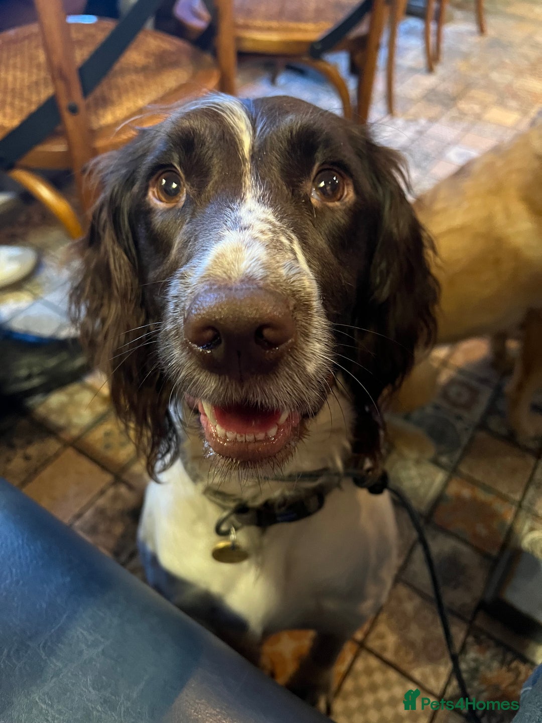 English Springer Spaniel dogs for sale: Springer Spaniel puppies - top pedigree - Image 3