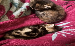 Mixed Breed cats for sale: My lovely cat for sell  - Image 3
