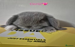 Mini Lop rabbits for sale: Bountiful mini lops - Image 4