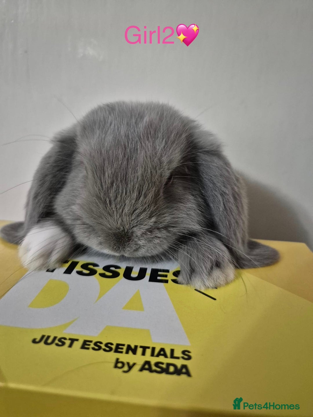 Mini Lop rabbits for sale: Bountiful mini lops - Image 4