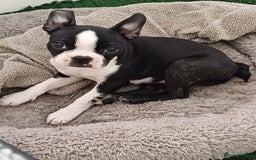 Boston Terrier dogs for sale: Stunning healthy puppies - Image 13