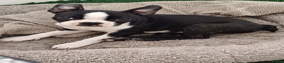 Boston Terrier Puppy 4