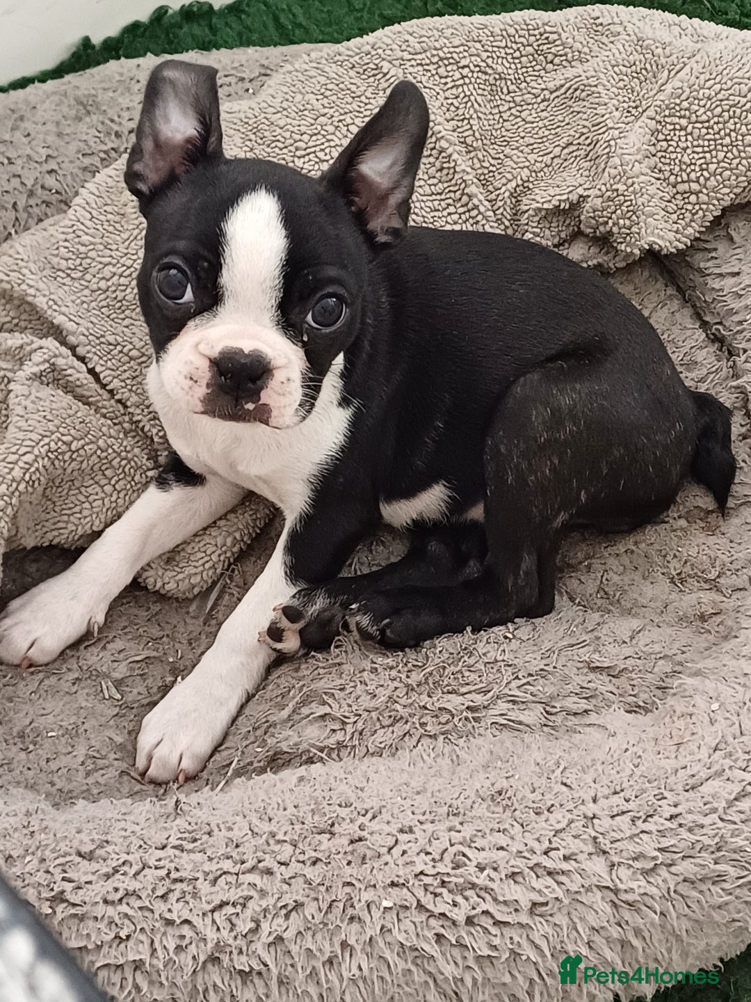 Boston Terrier dogs for sale: Stunning healthy puppies - Image 13