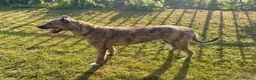 Mixed Breed dogs for sale: 🐾 Whippet × Lurcher Puppies 🐾 - Advert 14