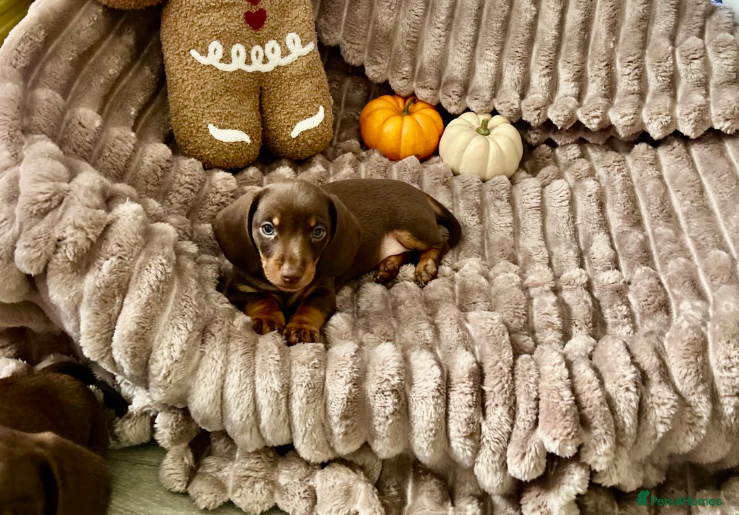 Dachshund dogs for sale: Dachshunds mini puppies   - Image 12