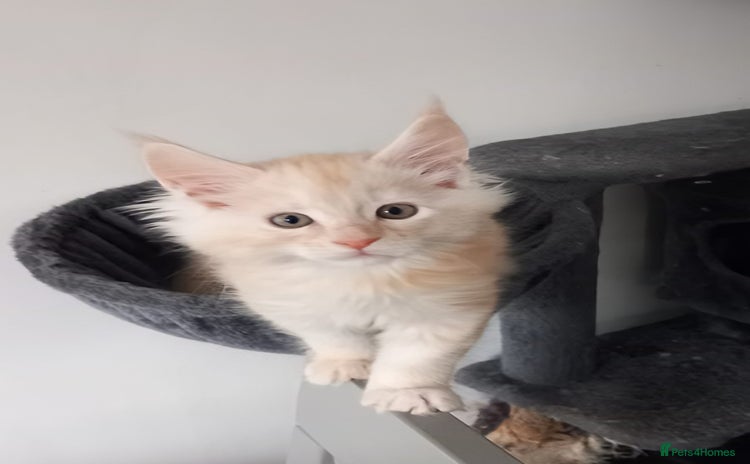 Maine Coon cats - Advert 14