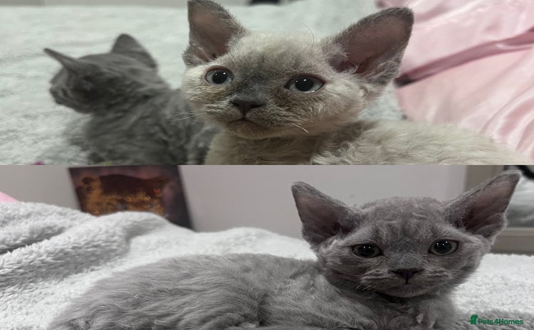 Devon Rex cats Outstanding Devon Rex Babies.  - Advert 1