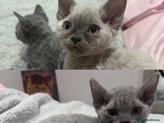 Devon Rex cats Outstanding Devon Rex Babies. - Advert 2