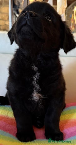 Mixed Breed dogs 💚 STUNNING NEWFOUNDLAND X READY NOW - Advert 15