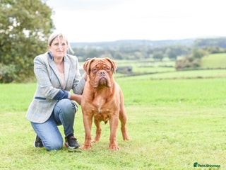 Dogue De Bordeaux dogs stud available in Carlisle - Advert 15