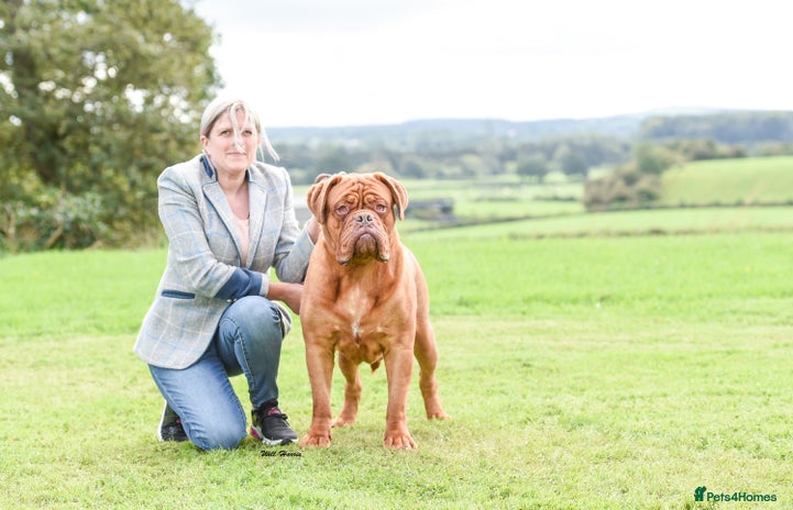 Dogue De Bordeaux dogs stud available in Carlisle - Advert 15