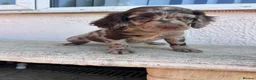 Cocker Spaniel dogs for sale: Beauitful puppies for sale  - Advert 8