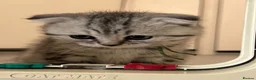 Scottish Fold cats for sale: Scottish fold girl with papers ready next week - Advert 6