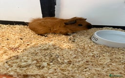 Guinea Pig rodents for sale: Cute guinea pig for sale  - Image 2