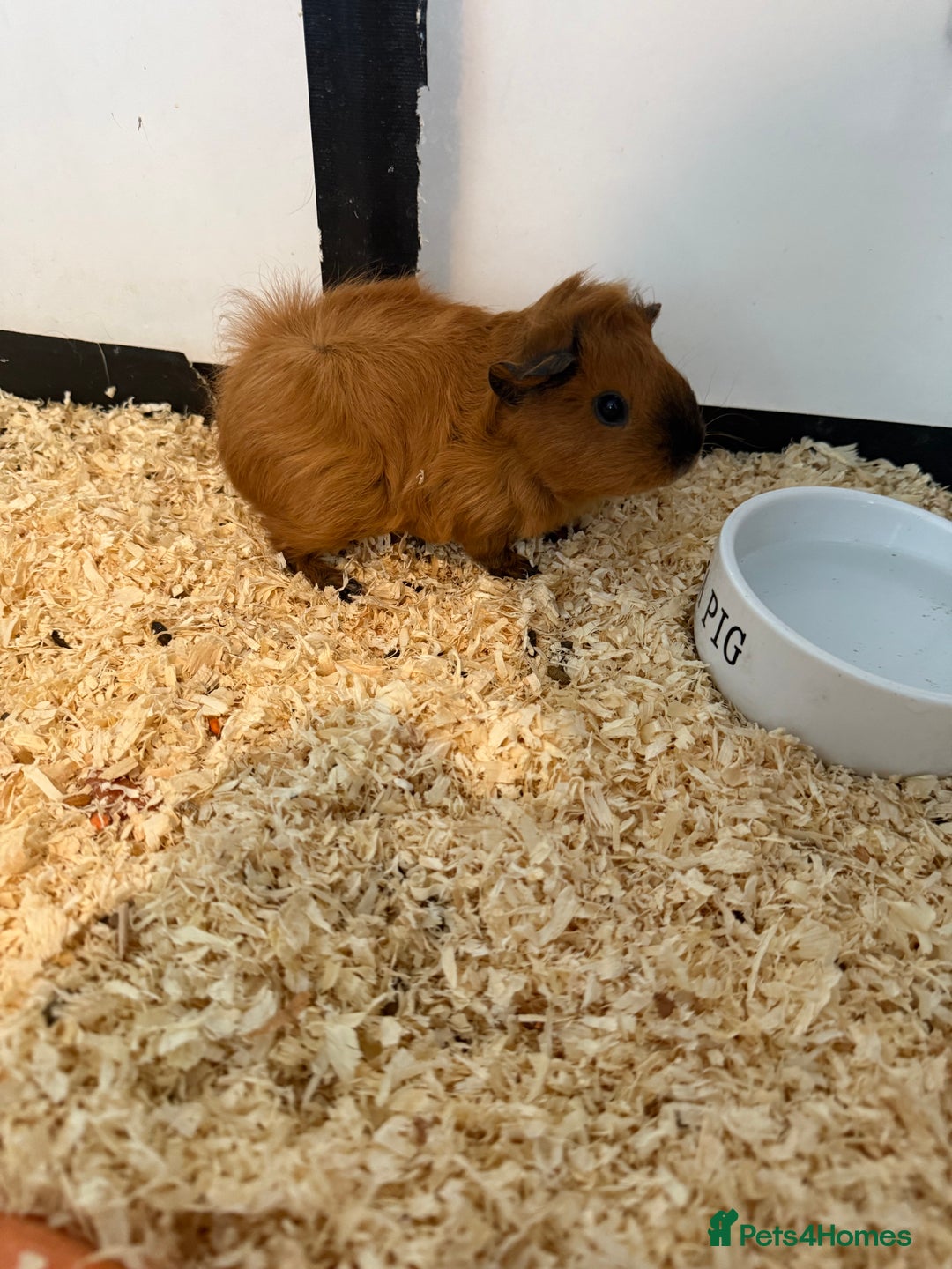 Guinea Pig rodents for sale: Cute guinea pig for sale  - Image 2