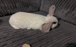 Mini Lop rabbits for sale: Mini lop rabbits - Image 5