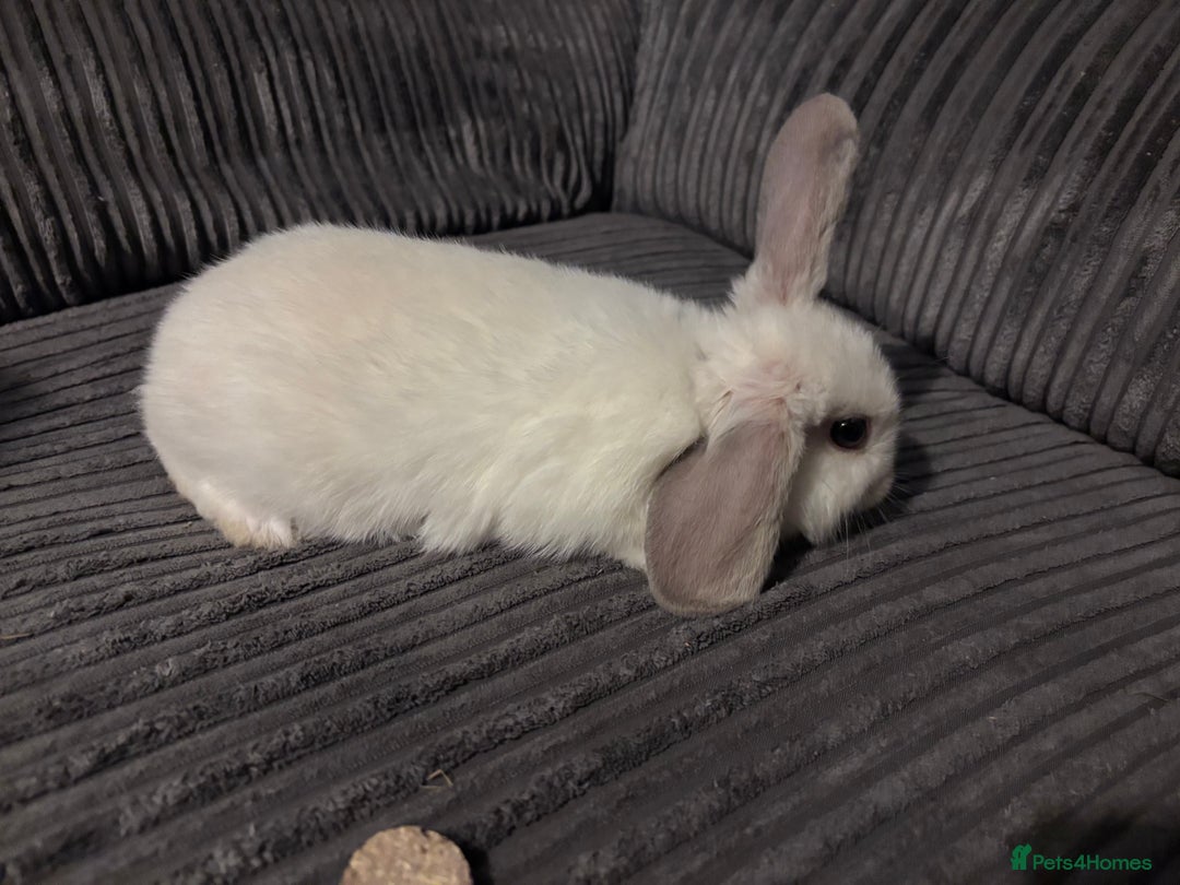 Mini Lop rabbits for sale: Mini lop rabbits - Image 5